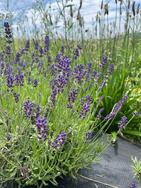 Quiet Hills Lavender Farm