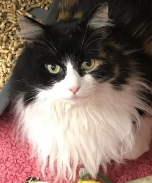 Southeast Volusia Humane Society