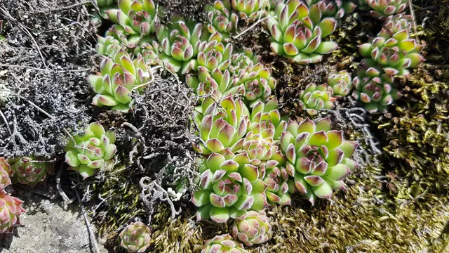 photo-3
