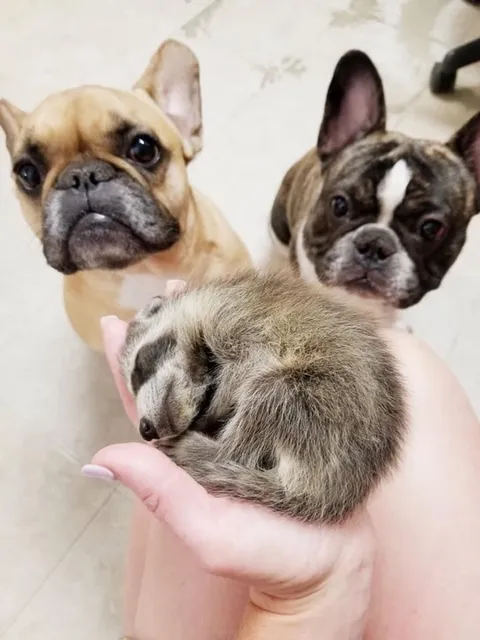 Mayflower Animal Clinic