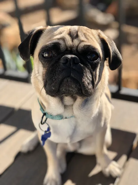 Friends of Humane Services in Tijuana