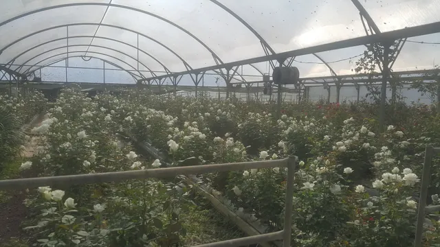 Kumeu Flower Farm