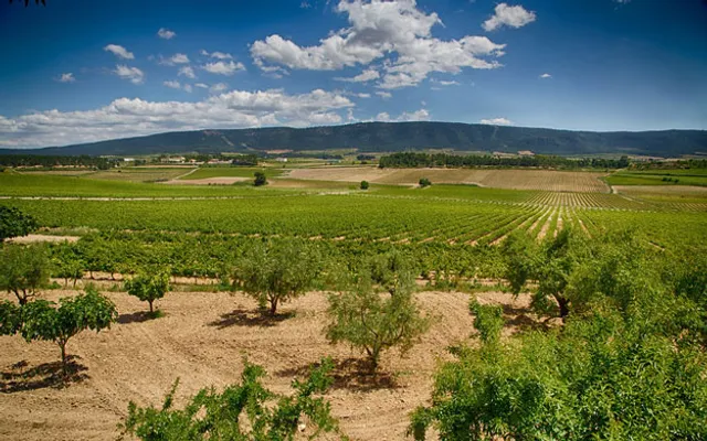 Bodegas Enguera - EntreViñedos