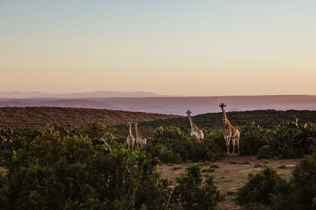 Fort Governor's Safaris