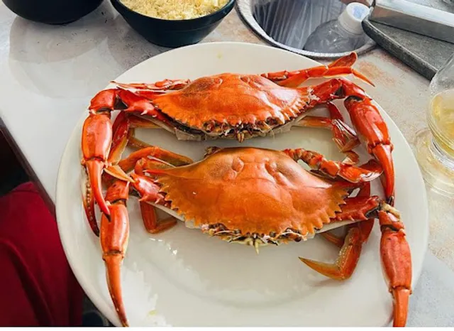 Caranguejo do Gatinho Estrela