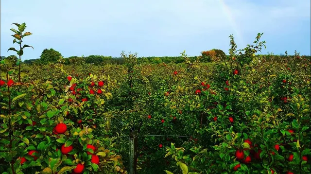 Barthel Fruit Farm