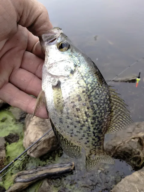 Mosquito Dam Outflow Fishing Area