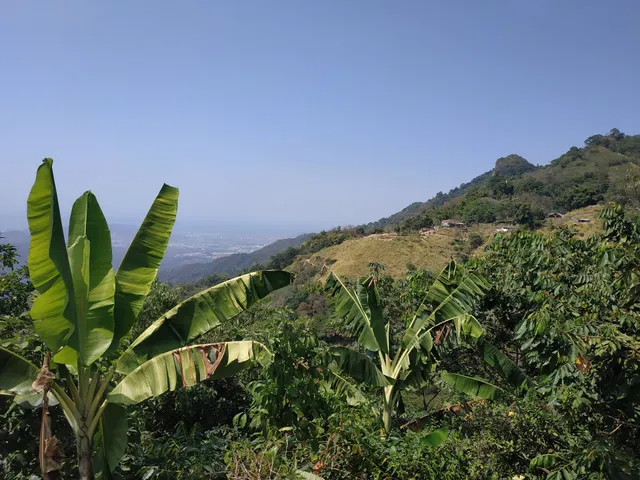 La Candelaria Coffee Farm B&B