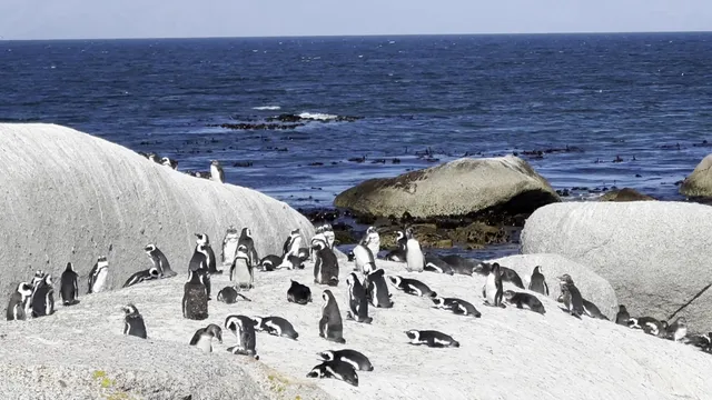 South African National Parks