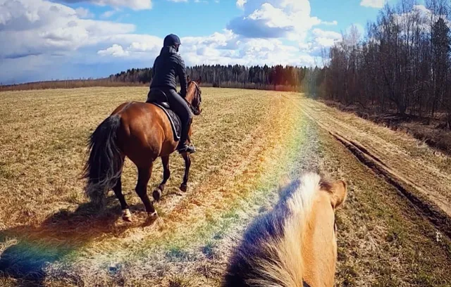 Конюшня. Конная Усадьба.