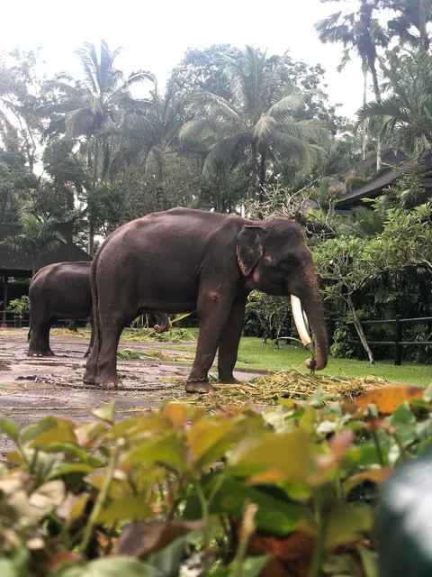 Elephant Safari Park Lodge Bali