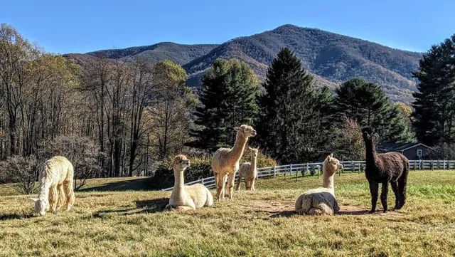 Winchester Creek Farm