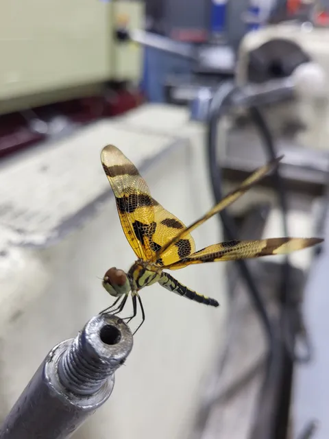 A Professional Aviation Services Corp