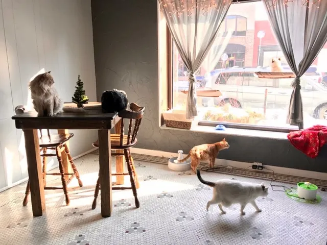 Safe Haven Pet Sanctuary