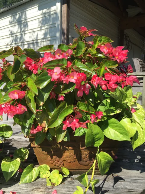 Briar Patch Gift & Nursery