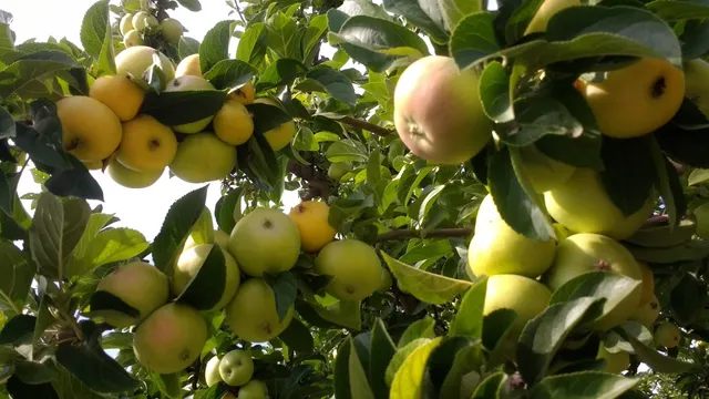 Zollinger Fruit & Tree Farm