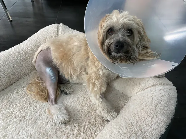 Animal Outpatient Surgery of San Diego and Blue Sky Veterinary Services, Inc.