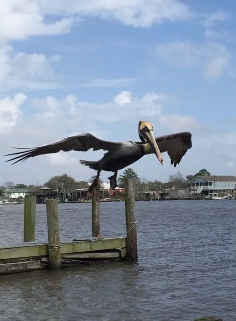 New Orleans Swamp Tours LLC