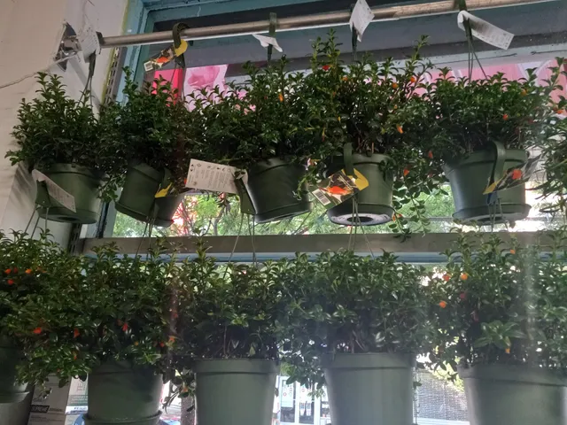 Florencia Flower Shop