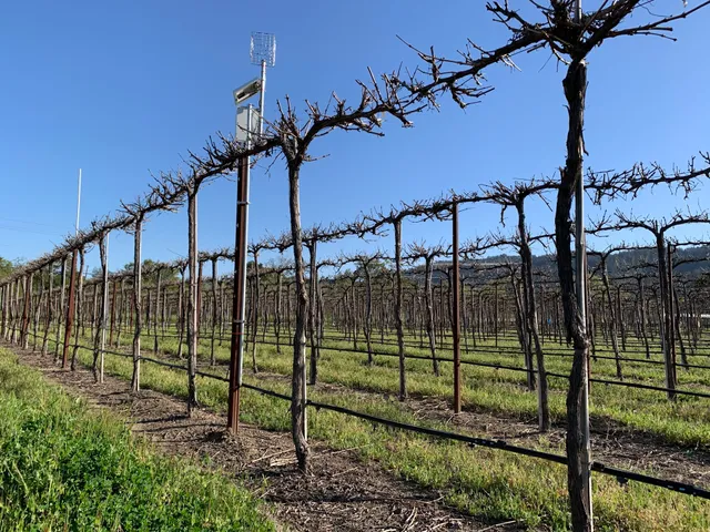 Oakville Experimental Vineyard