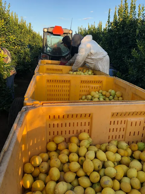 Vista Verde Labor Inc.