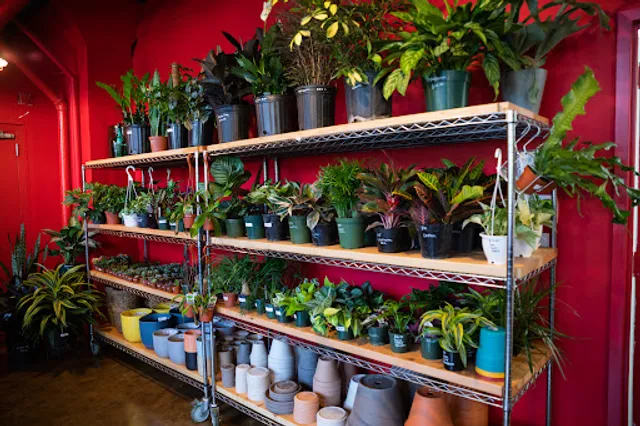 Mae Mae Café & Plant Shop