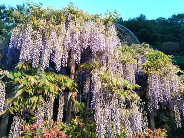 Wisteria Dome