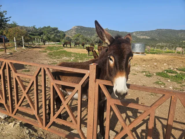 Donkey farm