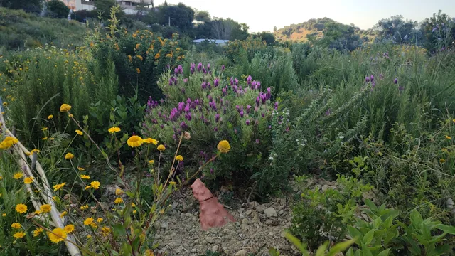 Vale do Casal Vistoso Urban Forest