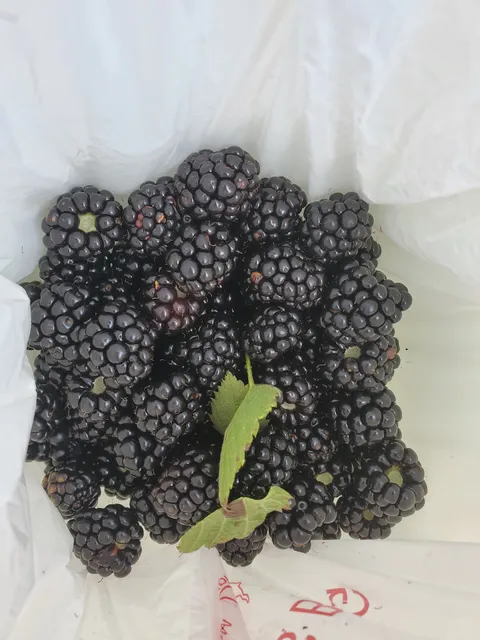 Oak Hill Tree Farm, LLC