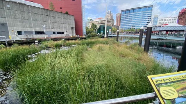Harbor Wetland