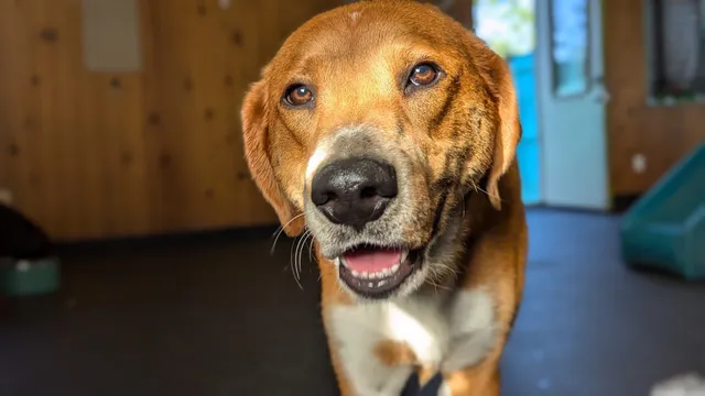 Bonkerz Doggie Daycare Inc.