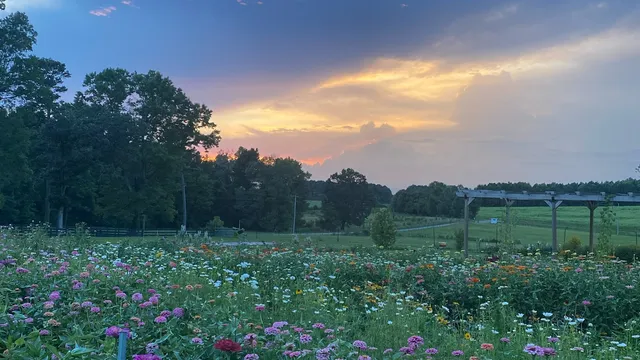 Bottom of the Fox Farm