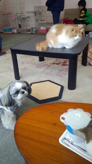 猫カフェ & ドッグカフェ PochiとTama