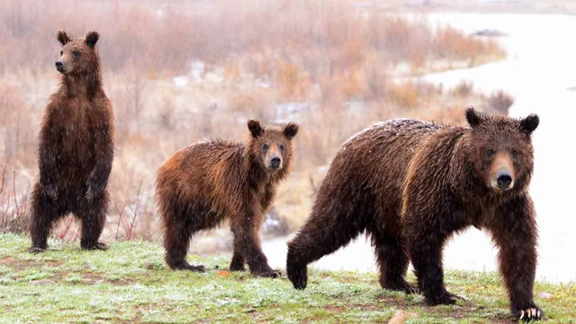 BrushBuck Wildlife Tours