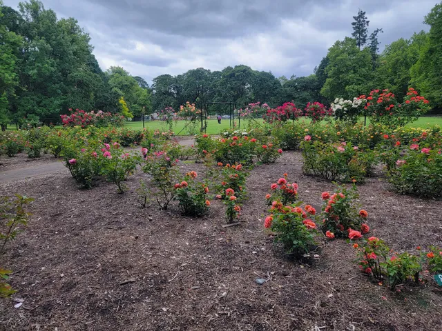 Rose Garden
