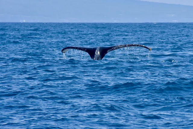 Makena Coast Charters