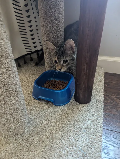 Animal Protective League