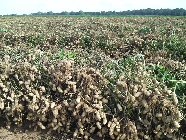 Ball Farms Green Peanuts