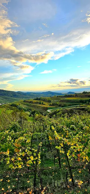 Winzerhof Henkenberg