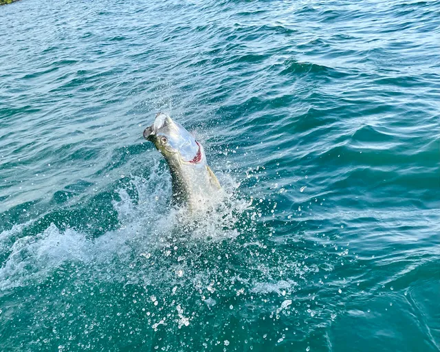 Tarpon Diem