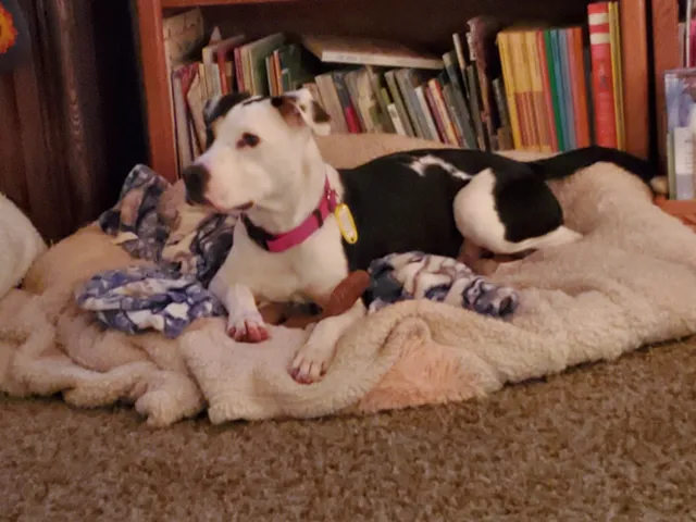 San Marcos Regional Animal Shelter