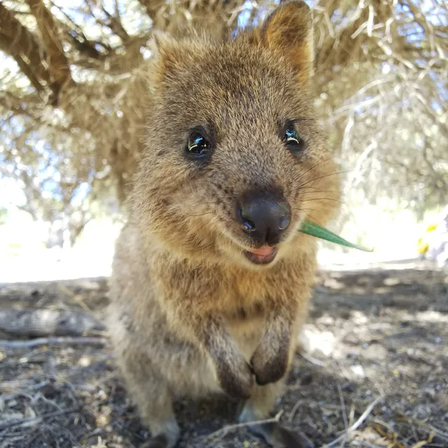 Rottnest Island