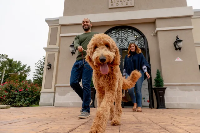 K9 Resorts Luxury Pet Hotel Hamilton