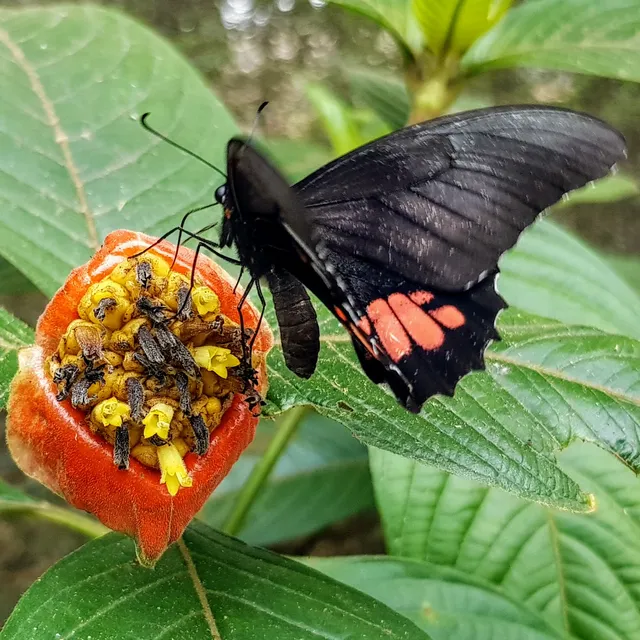 Mariposario Tambopata