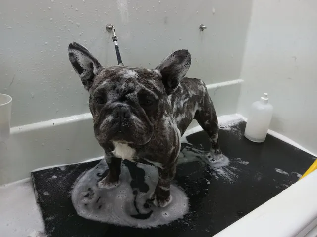 The Pet Agree Grooming