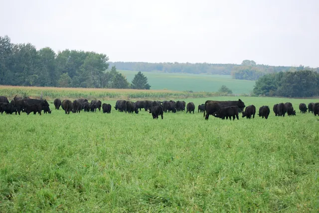 Grass Fed Cattle Co.