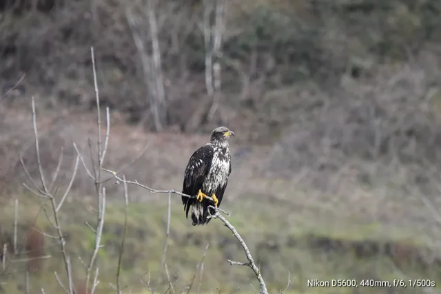 Salmon Creek Midway Trail Head