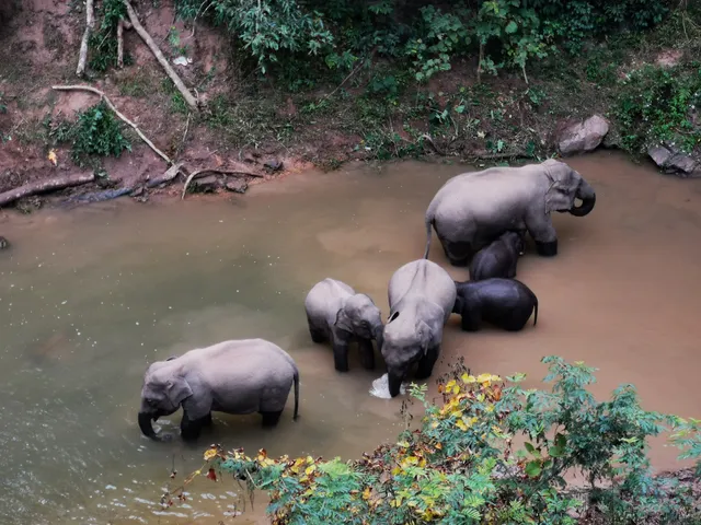 Xishuangbanna Wild Elephant Valley Tropical Rain Forest Scenic Area