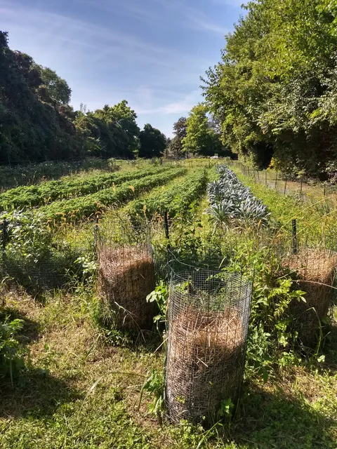 D-Town Farm (DBCFSN)